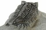 Large, Coltraneia Trilobite Fossil - Huge Faceted Eyes #197130-5